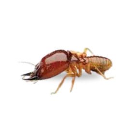 Termite and Pest control service for homes in Eastern & North Carolina.