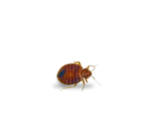 Bed Bug and Pest control service for homes in Eastern & North Carolina.