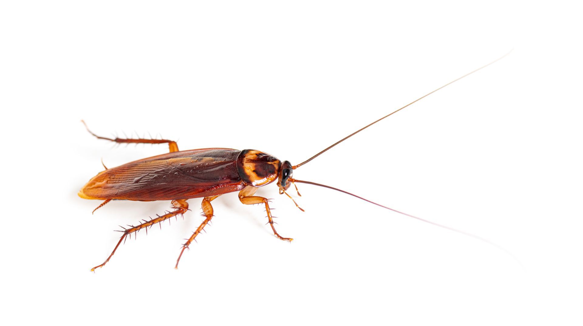 Roach and Pest control service for homes in Eastern & North Carolina.