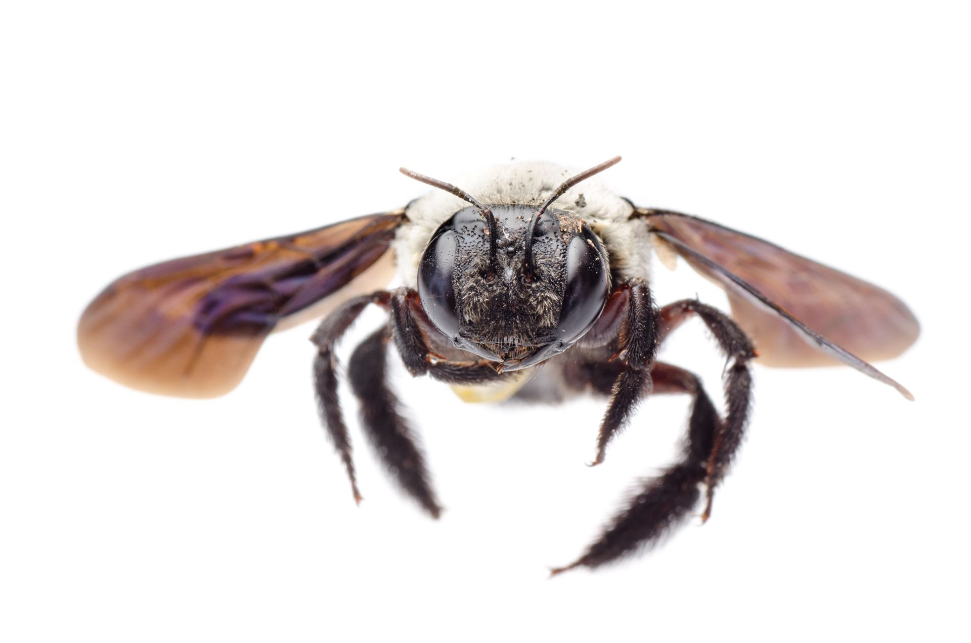 Wood Boring Bees and Pest control service for homes in Eastern & North Carolina.