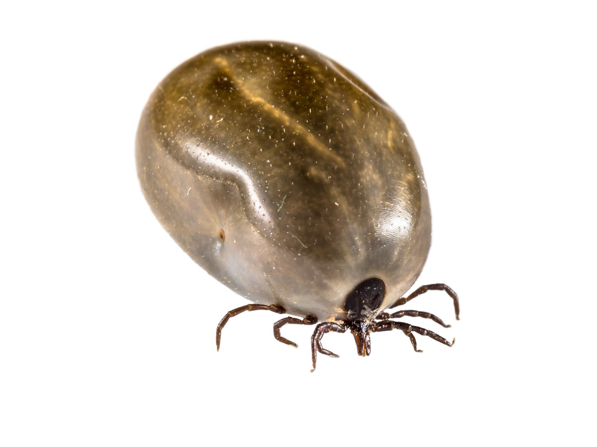 Tick and Pest control service for homes in Eastern & North Carolina.