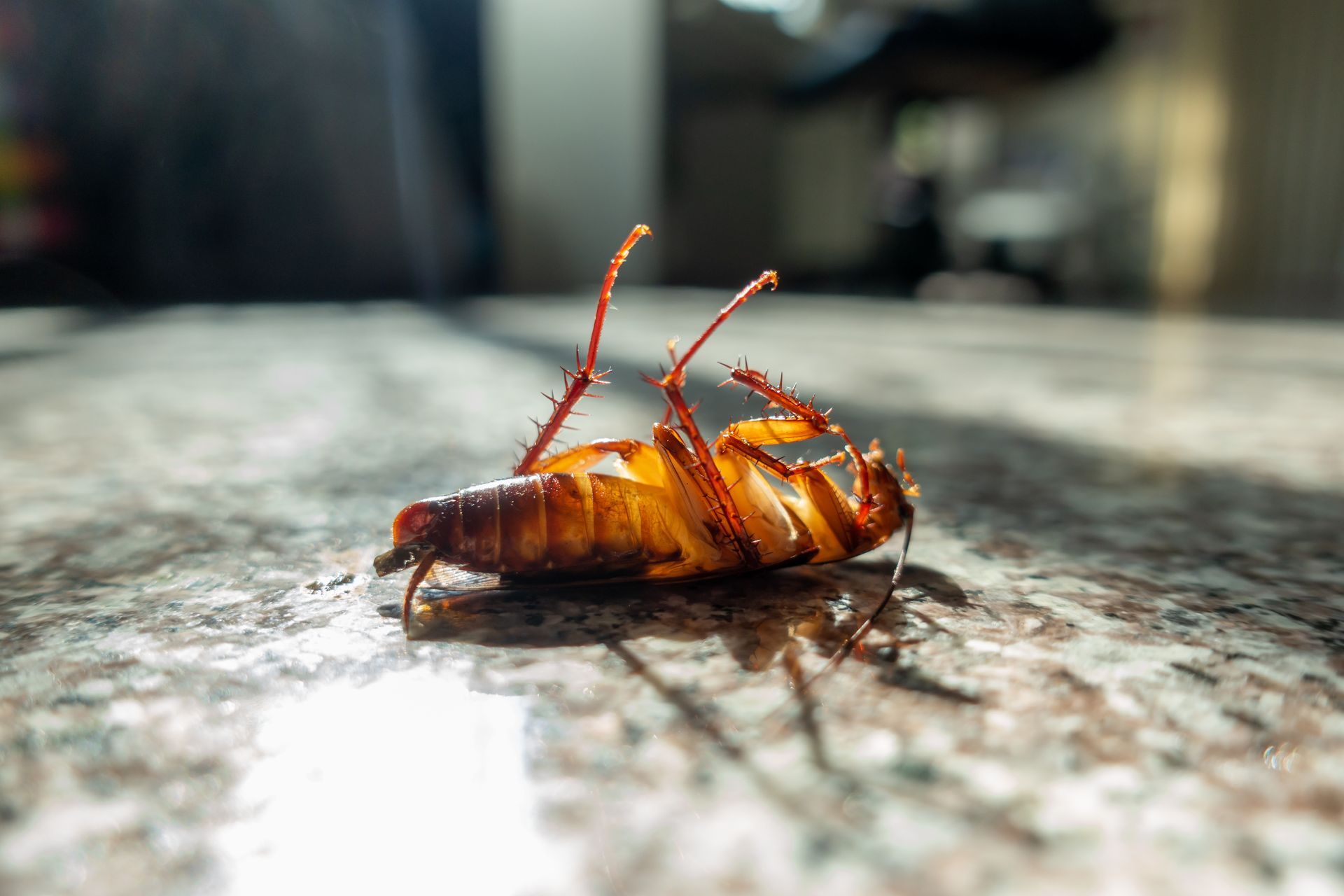 pest control treatment professionals in North and South Carolina