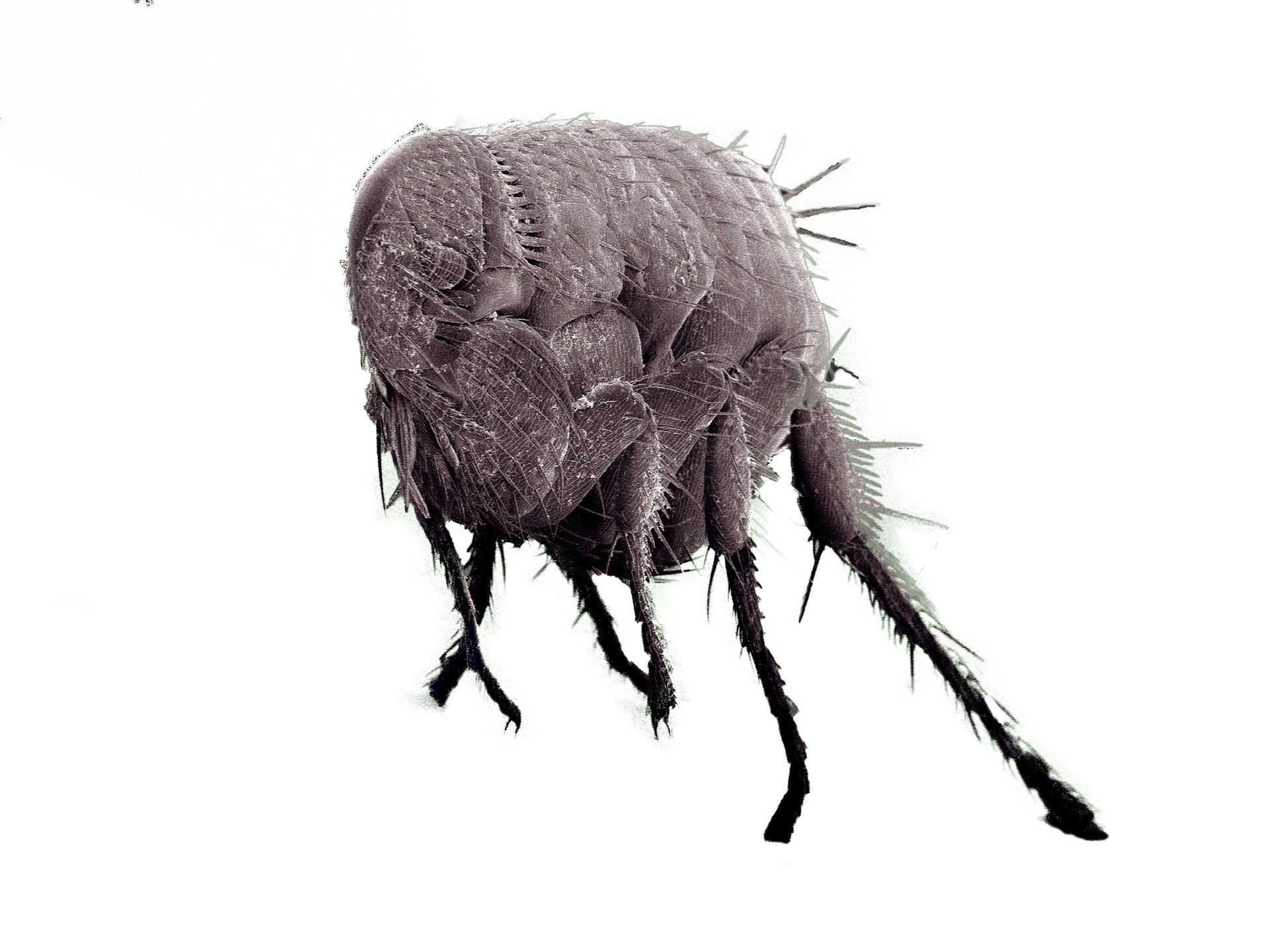 diamond pest pro total home pest control treatment professionals in North and South Carolina