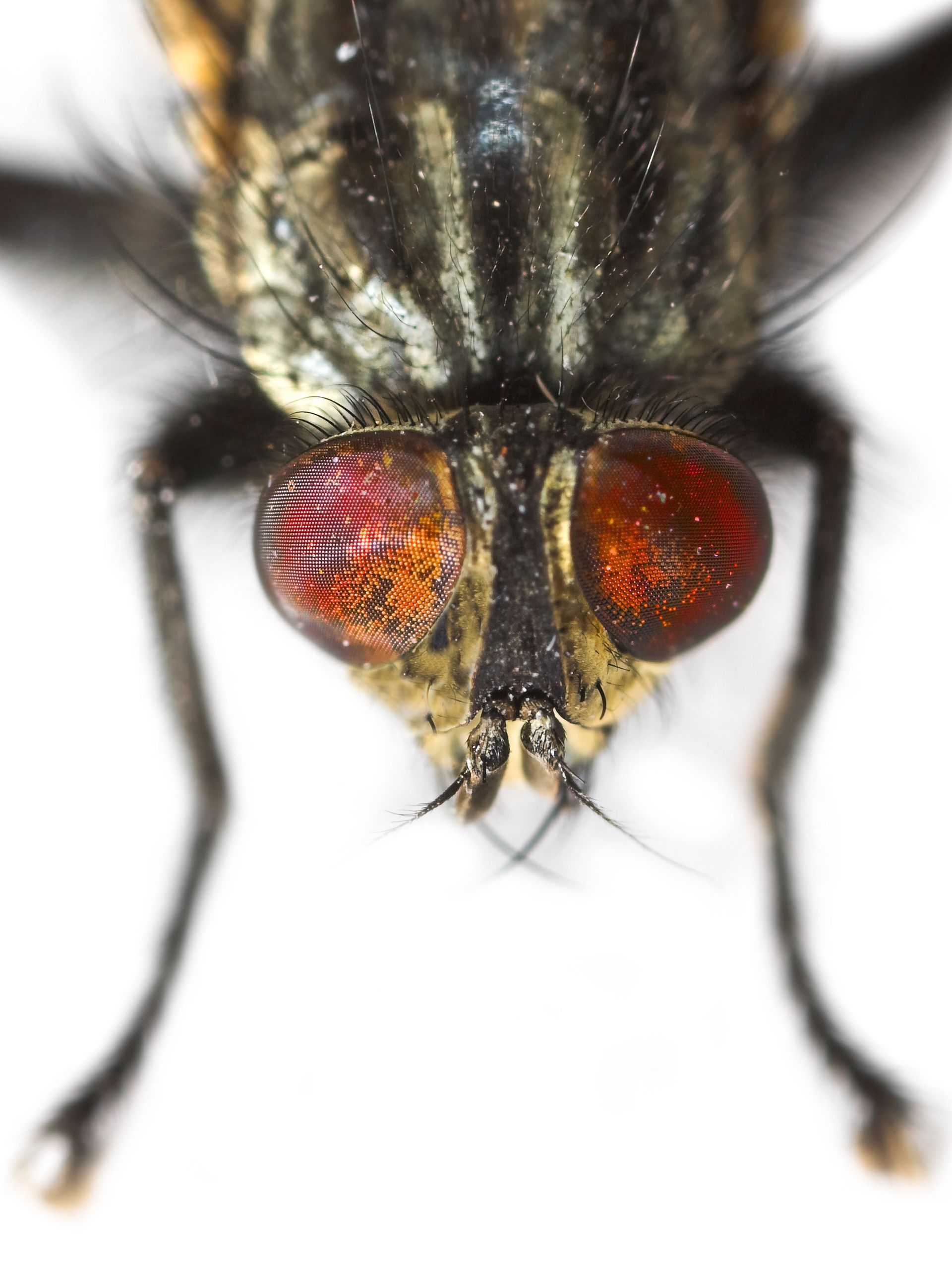 Fly and Pest control service for homes in Eastern & North Carolina.
