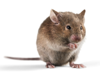 Mouse and Pest control service for homes in Eastern & North Carolina.