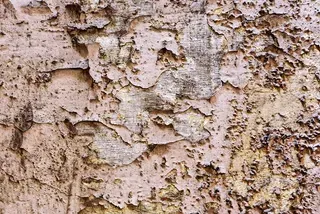 termite damage mud tubes