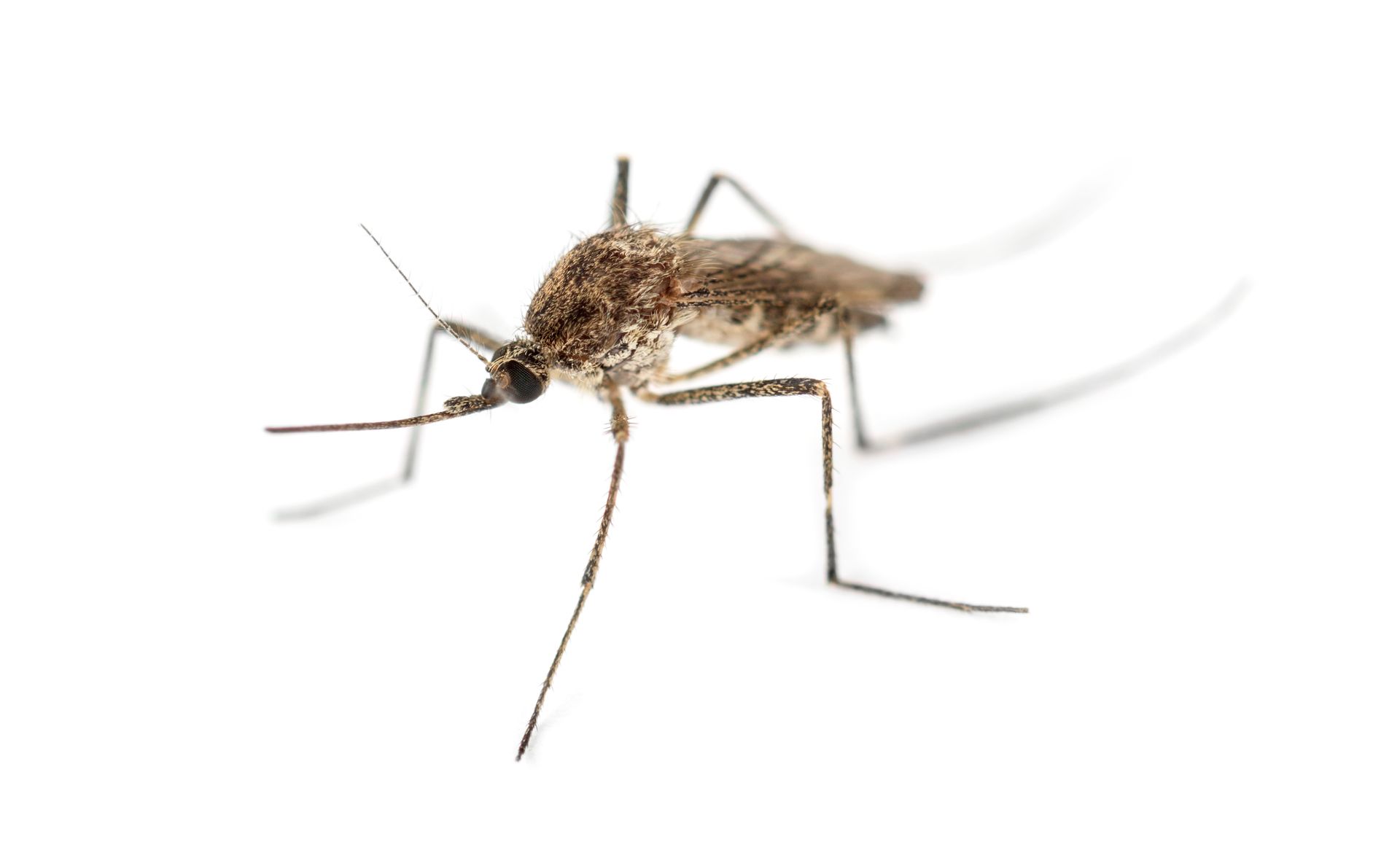 Mosquito and Pest control service for homes in Eastern & North Carolina.