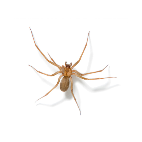 Spider and Pest control service for homes in Eastern & North Carolina.