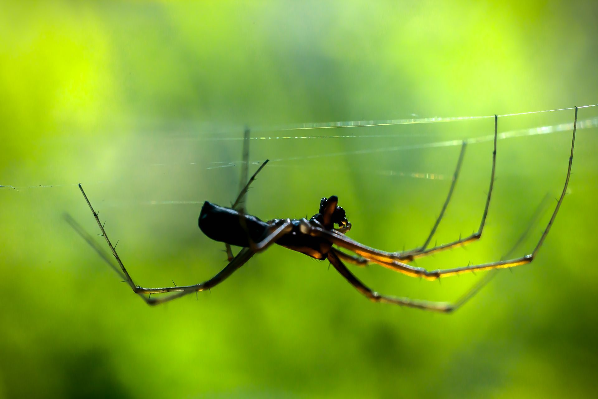Diamond Pest Pro are the pest control professionals serving Eastern North & South Carolina. 