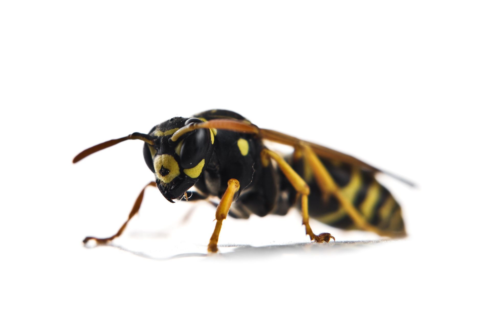 Wasp and Pest control service for homes in Eastern & North Carolina.