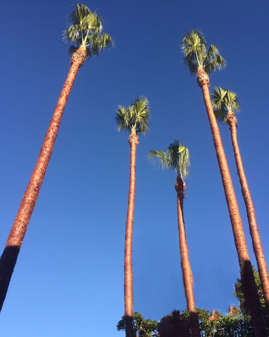 1 Tree Service San Diego CA Tree Removal San Diego CA