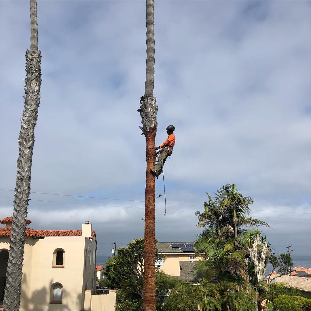 1 Tree Service San Diego CA Tree Removal San Diego CA