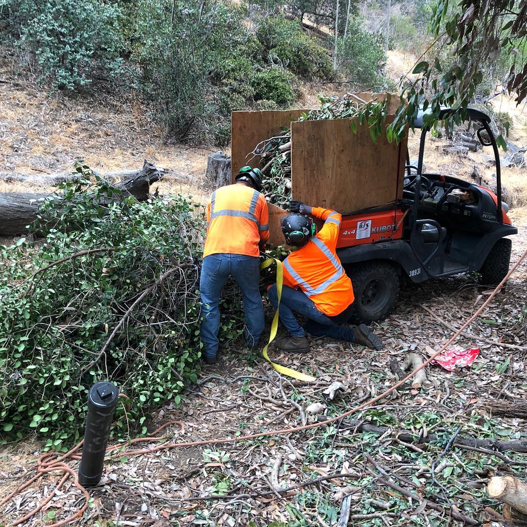 1 Tree Service San Diego CA Tree Removal San Diego CA
