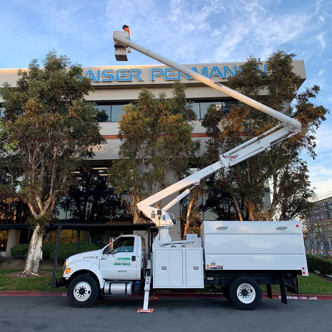 1 Tree Service San Diego CA Tree Removal San Diego CA