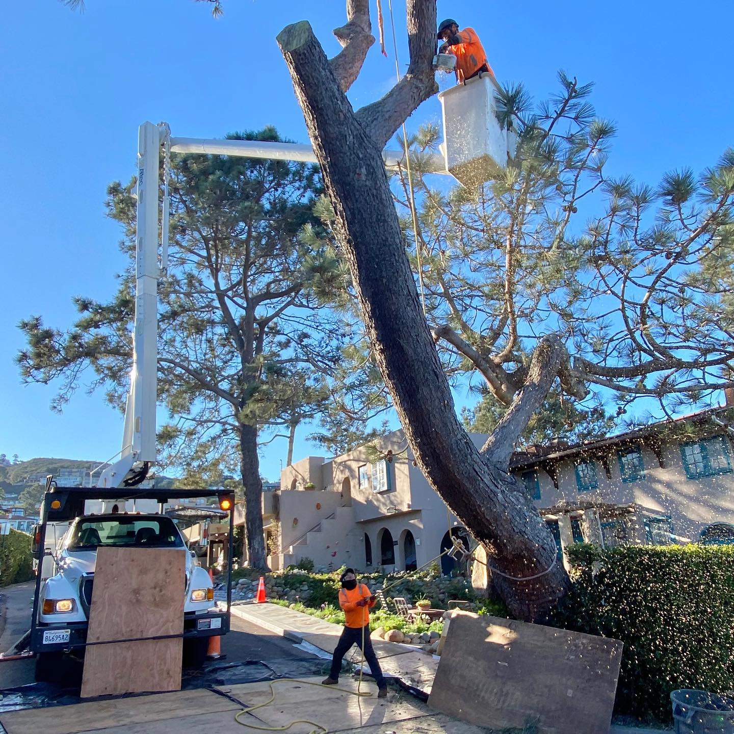 1 Tree Service San Diego CA Tree Removal San Diego CA