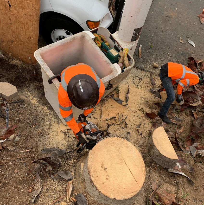 1 Tree Service San Diego CA Tree Removal San Diego CA