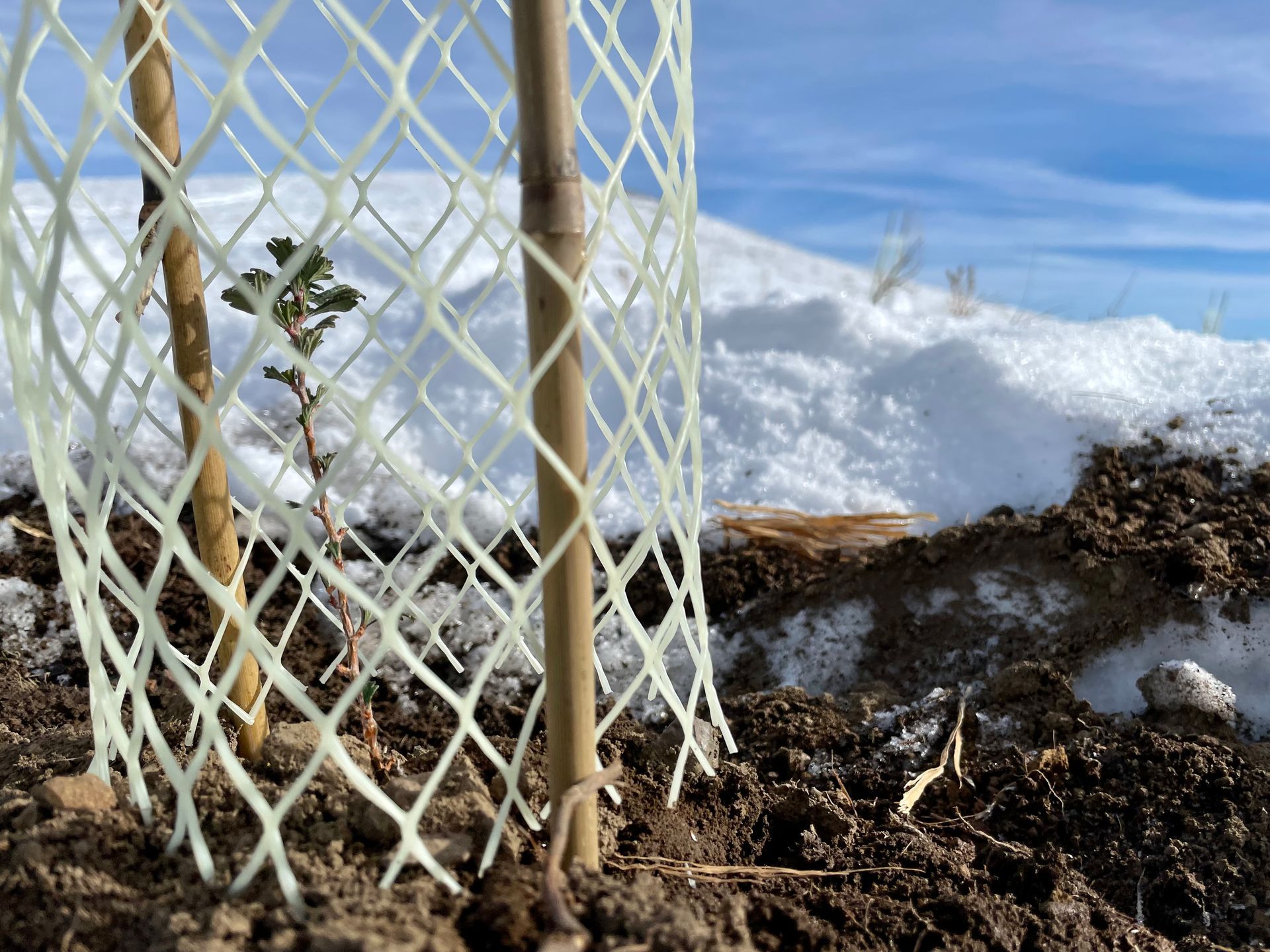 White mesh fence beside muddy ground and melting snow under a blue sky