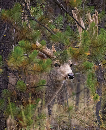 Large group posing outdoors in a forest clearing with tall pine trees and scattered gear