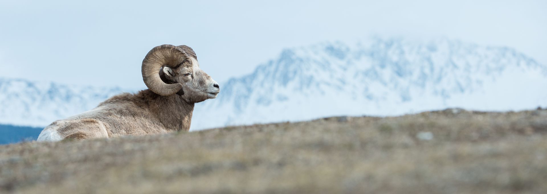 Bighorn sheep standing on a rocky ridge with snowy mountains in the background