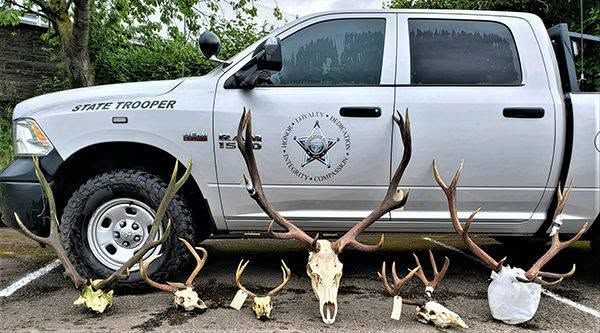 Silver pickup truck behind a row of mounted deer antlers and skulls outdoors