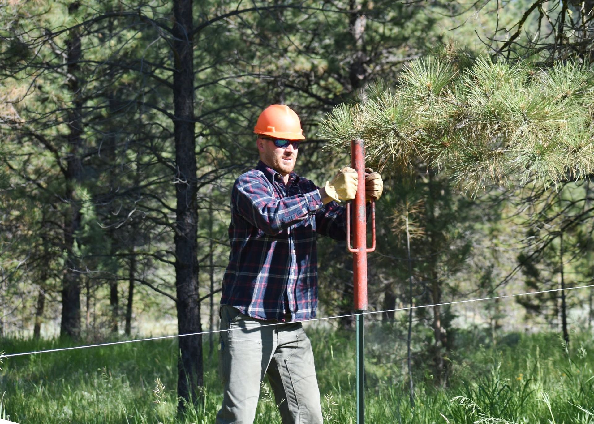 Worker in orange hard hat holding a survey rod in a grassy pine forest.