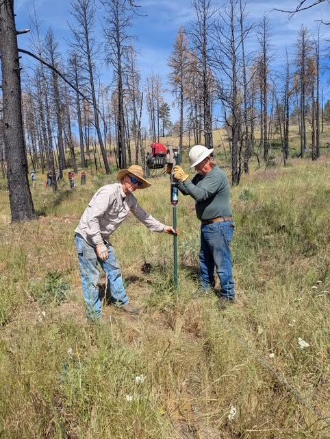 Two workers measuring a young tree in a burned forest clearing under a blue sky