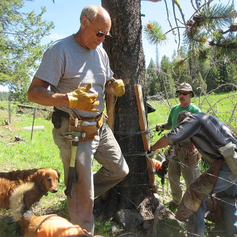 Fence workers installing wire around a tree in a grassy yard, with a dog nearby.