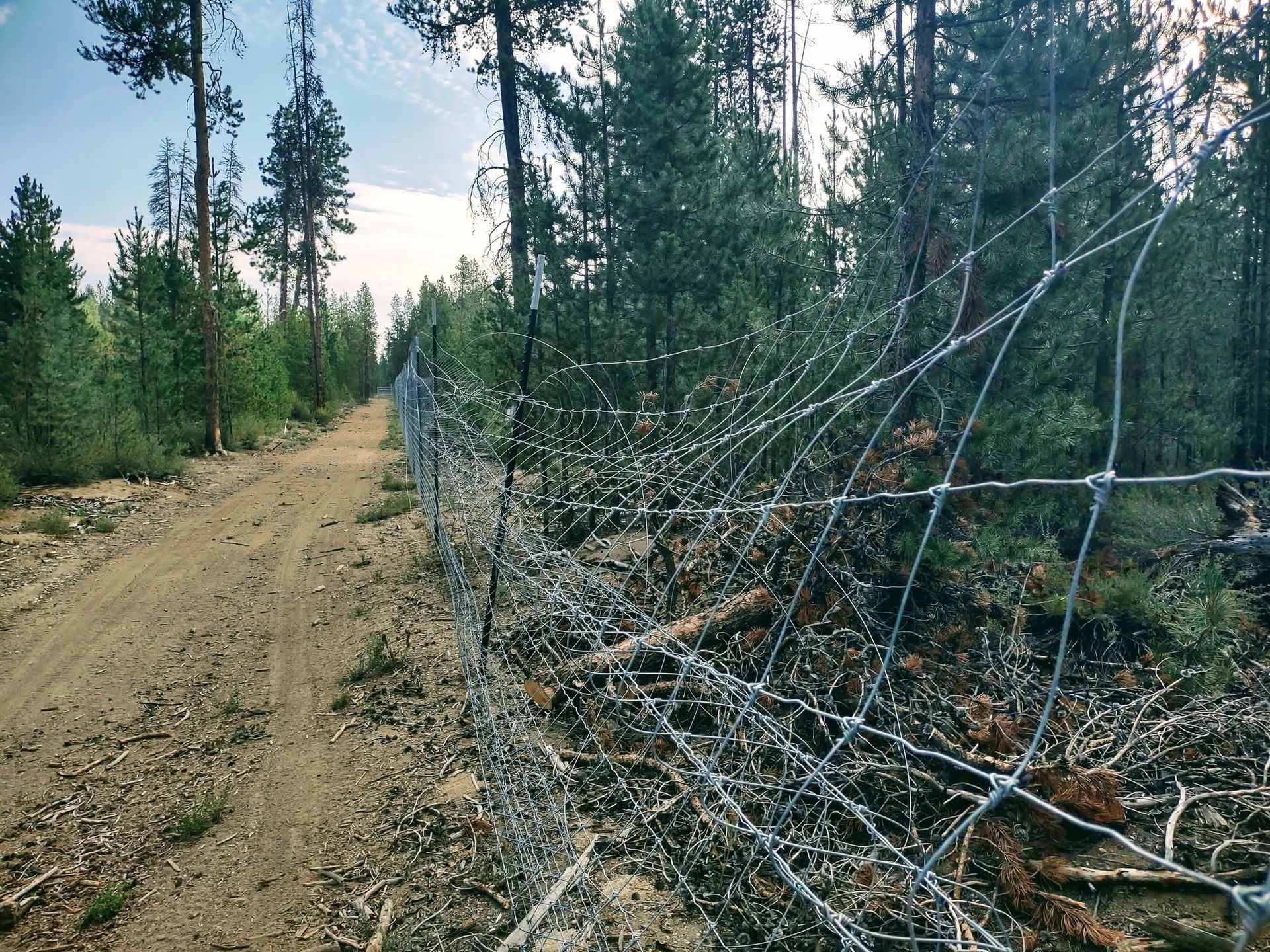 Dirt road through pine forest beside a large fallen tree with bare branches crossing the right side