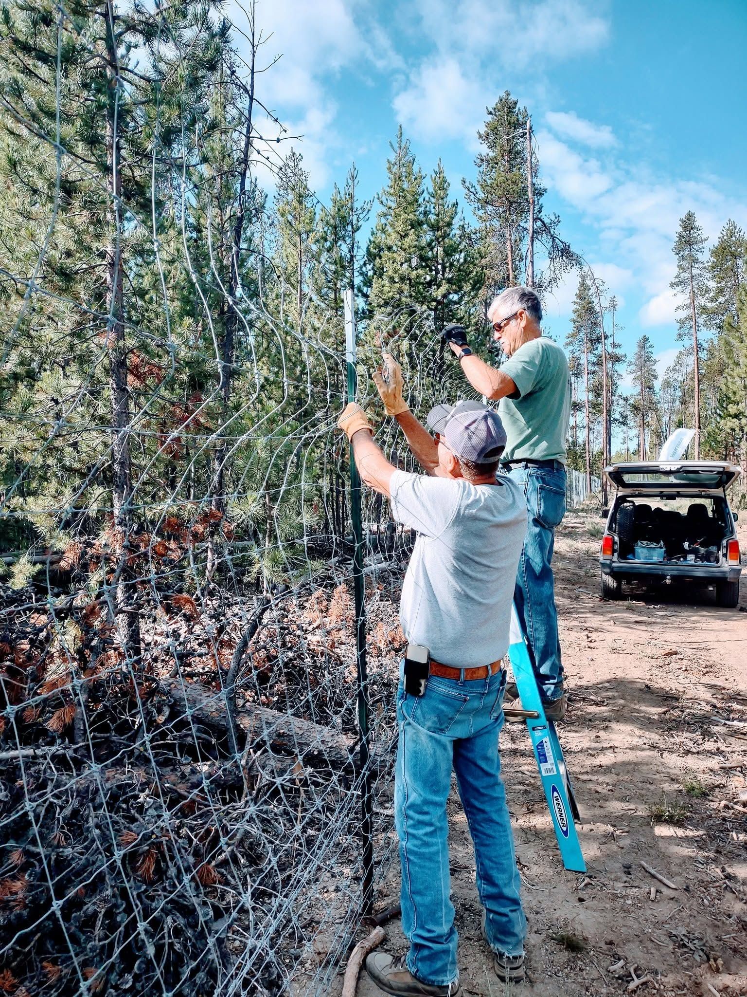 Two people tying a fence around a tree in a wooded area beside a pickup truck