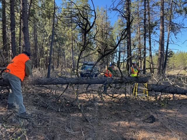 Workers in orange vests cutting a fallen tree in a wooded area