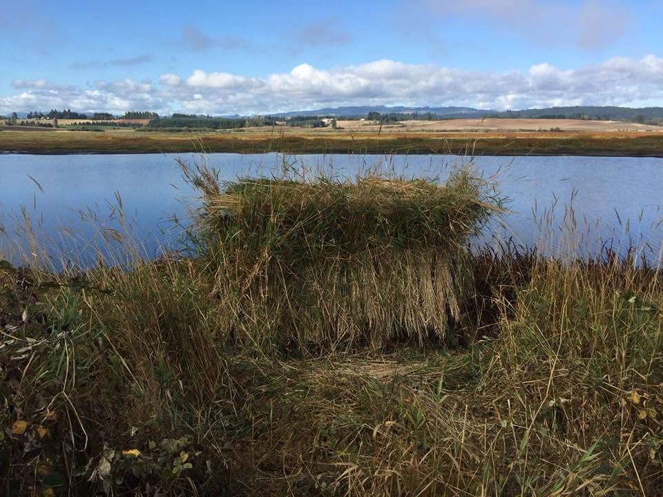 Marsh grasses beside a calm lake under a blue sky