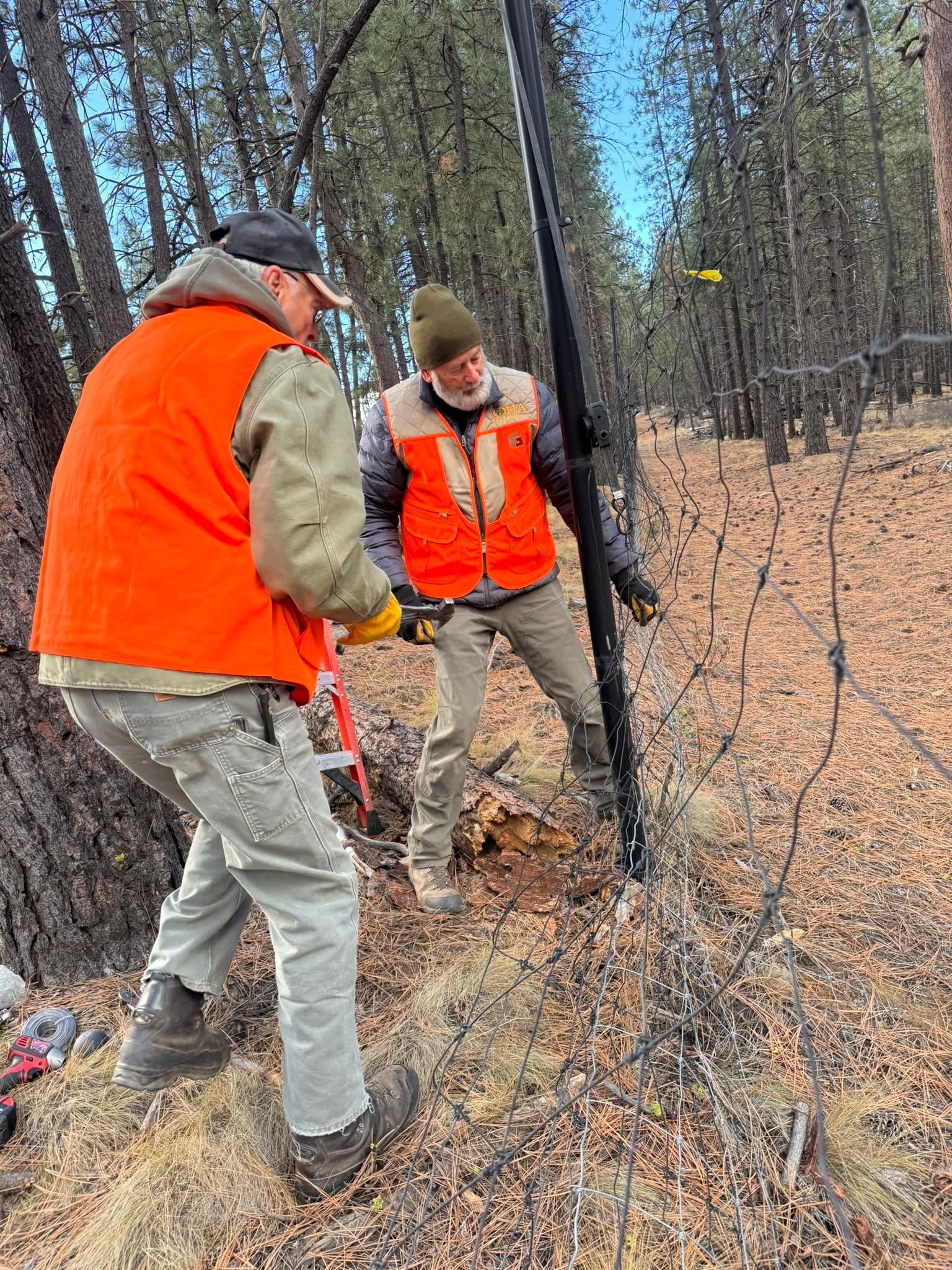 Two people in orange safety vests inspect a small tree in a wooded area.