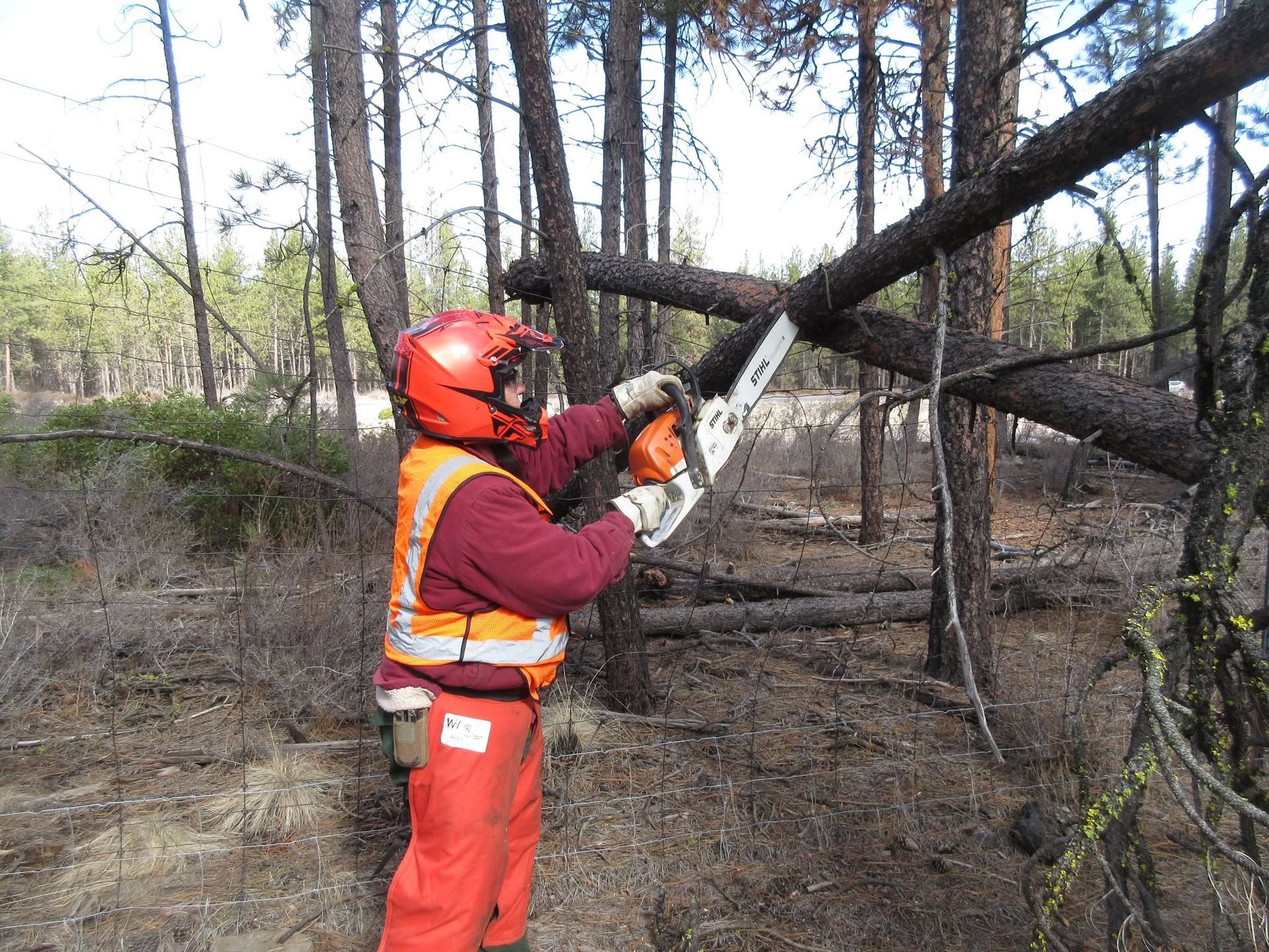 Person in orange safety gear using a chainsaw to cut a fallen tree in a burned forest