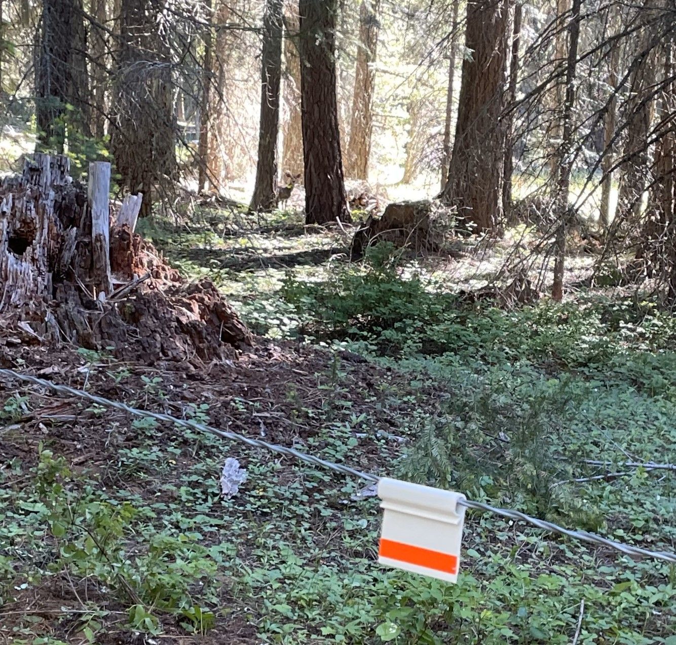 Forest clearing with a white-and-orange marker near a tree stump and dense trees in the background