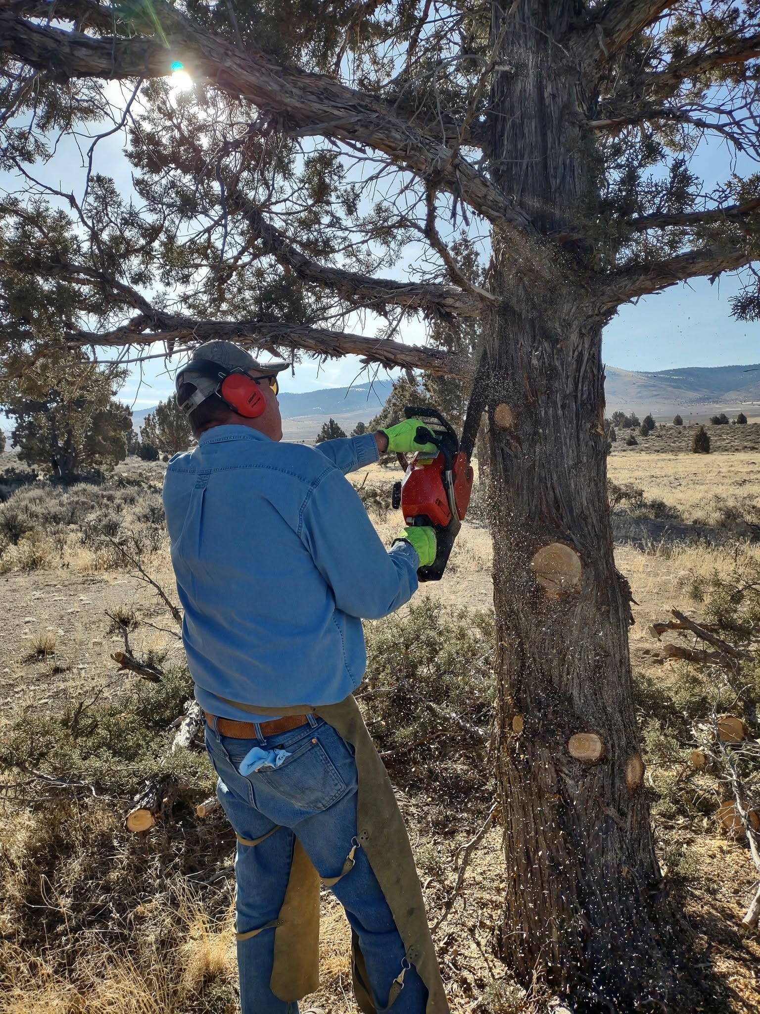 Person in blue jacket using a green chainsaw to cut a tree in a dry field.