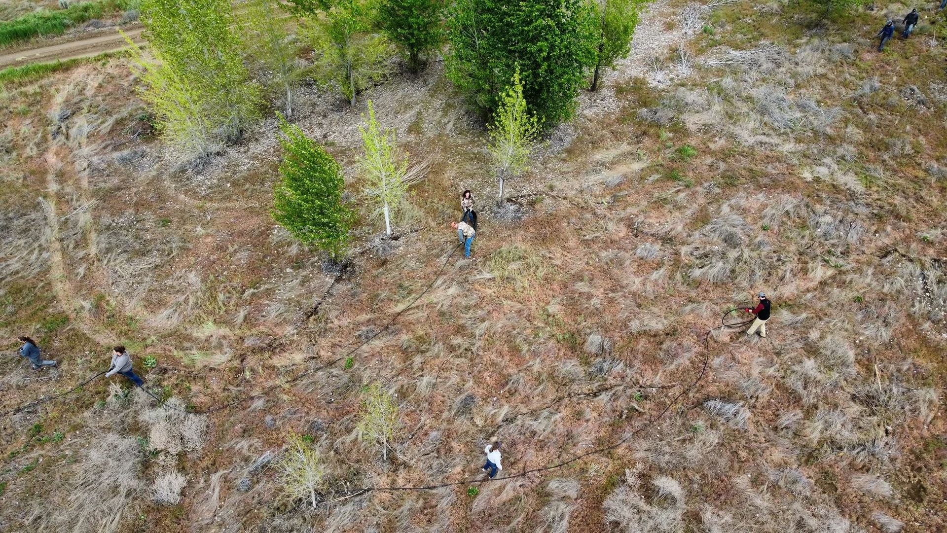 People picking over a dry, cleared hillside with sparse trees and brush.
