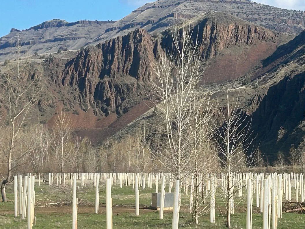 Young orchard with white tree trunks beneath rugged mountains and a clear sky