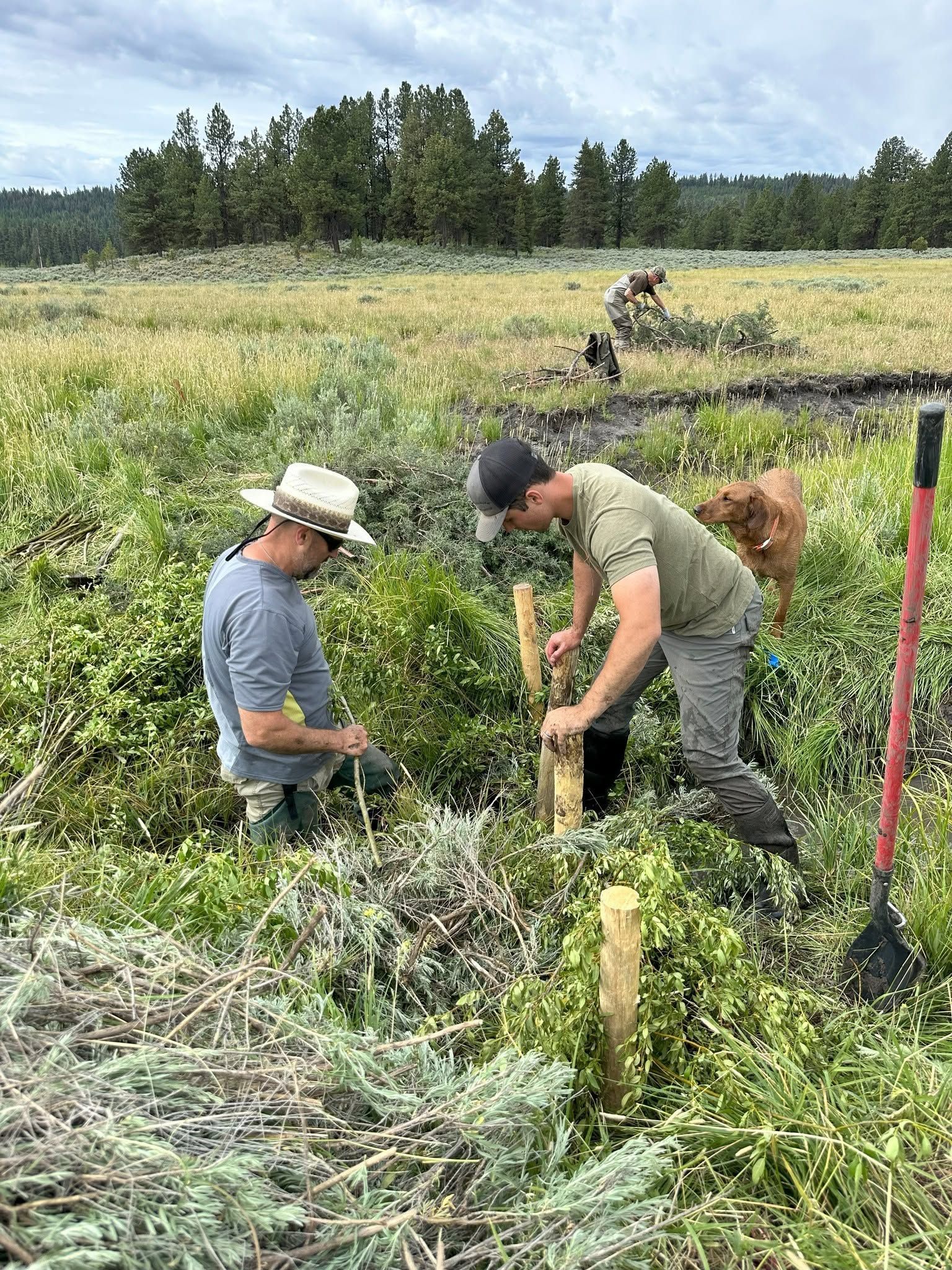 Two workers planting stakes in a grassy field with shovels and tools nearby under a cloudy sky