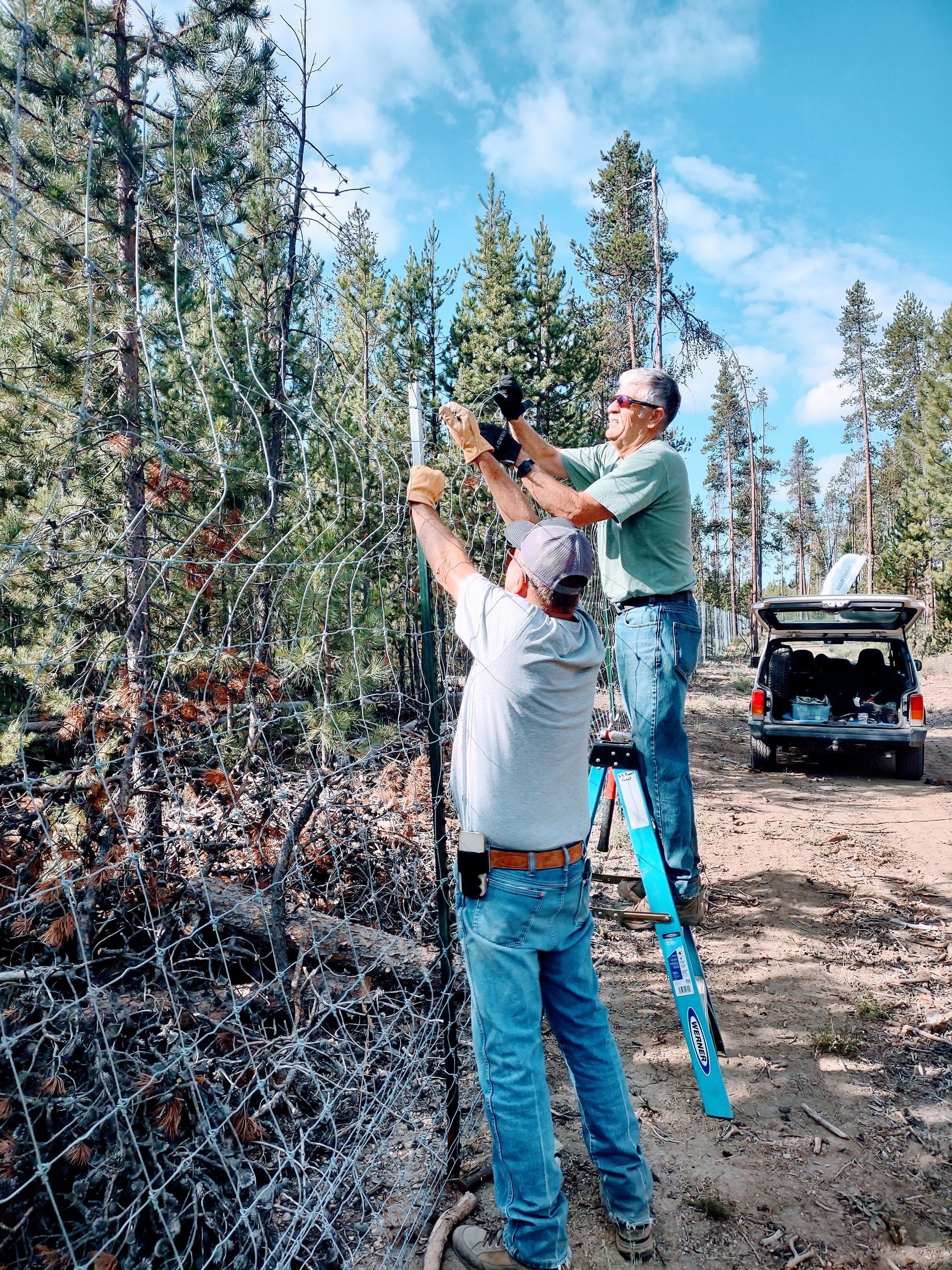 Two people trimming a tall tree on a ladder in a forested area, with an open SUV nearby.