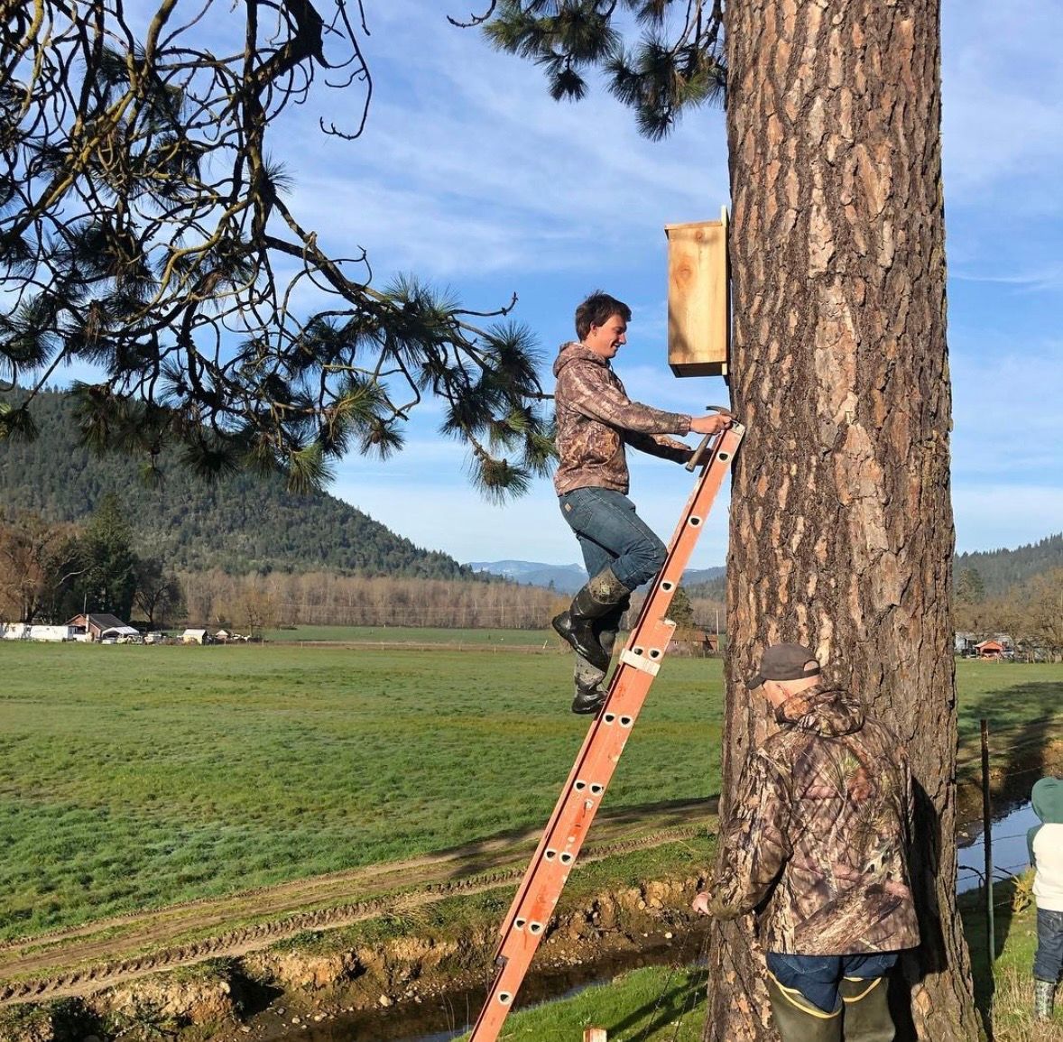 Person climbing a ladder to attach a wooden box to a large tree in a grassy field