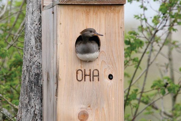 Bird peeking from a wooden nesting box labeled OHA on a tree trunk