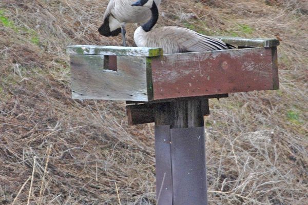 Two geese perched on a wooden birdhouse in a grassy field