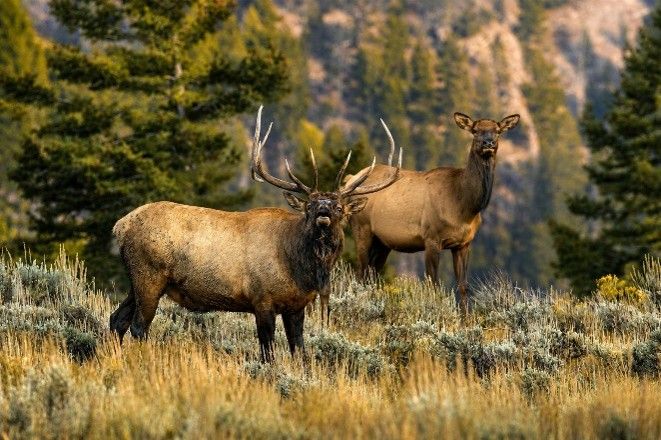 Two elk standing in a grassy meadow with trees in the background