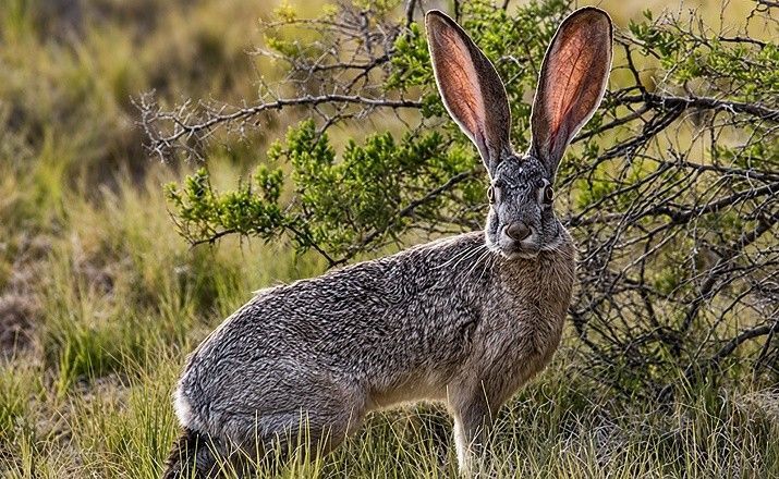 Gray hare standing in dry grass with long ears, facing the camera