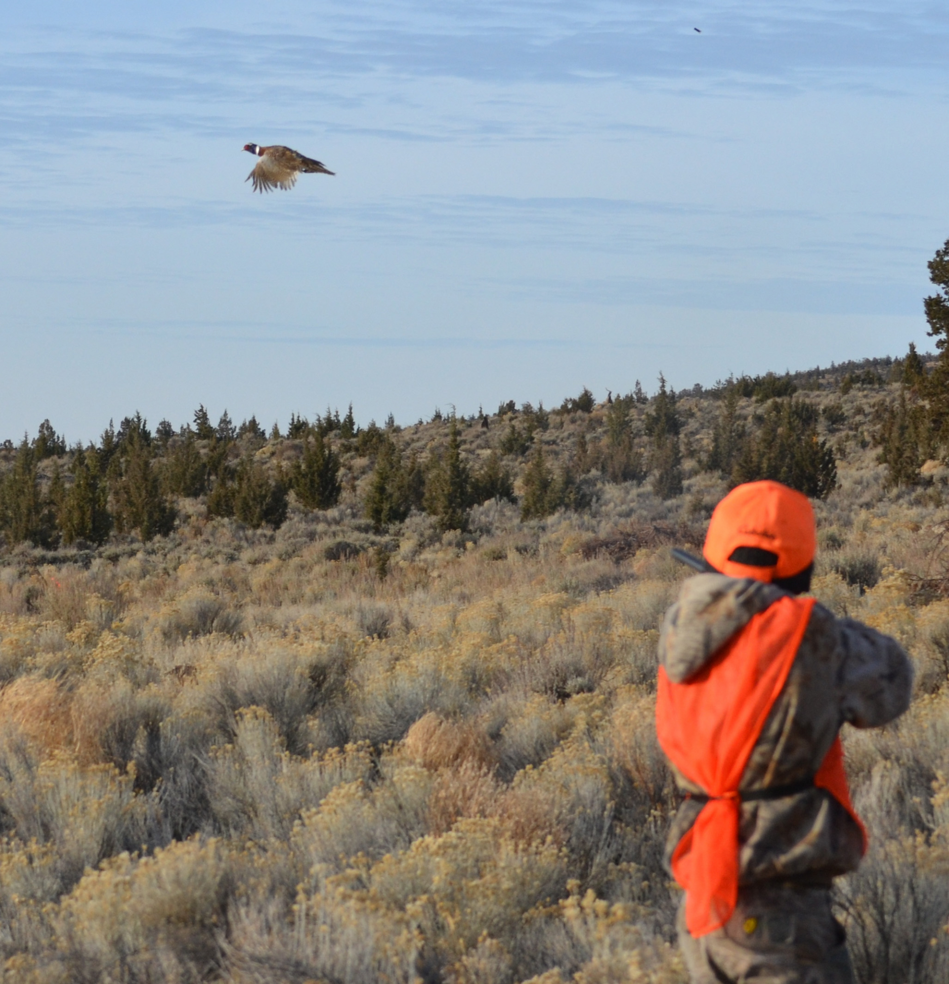 Person in orange vest and hat aiming a long gun at a bird flying over a grassy field.