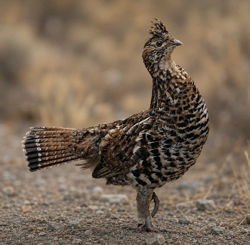 A speckled brown bird stands alert on one leg in a dry, blurred field.