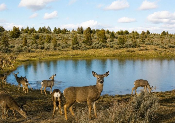 Deer grazing beside a calm blue lake with a forested shoreline and cloudy sky