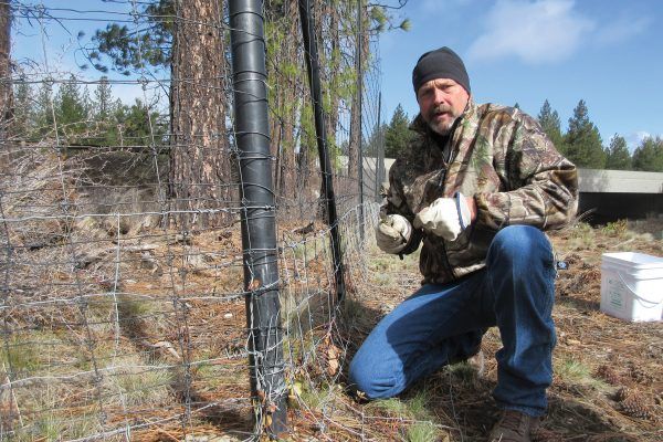 Man kneeling by a wire fence, holding a white animal in a wooded outdoor area near a road.