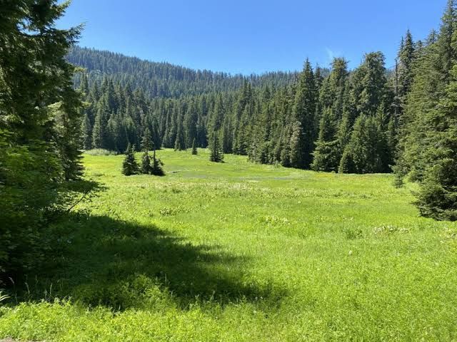 Sunny green meadow surrounded by pine forest under a clear blue sky