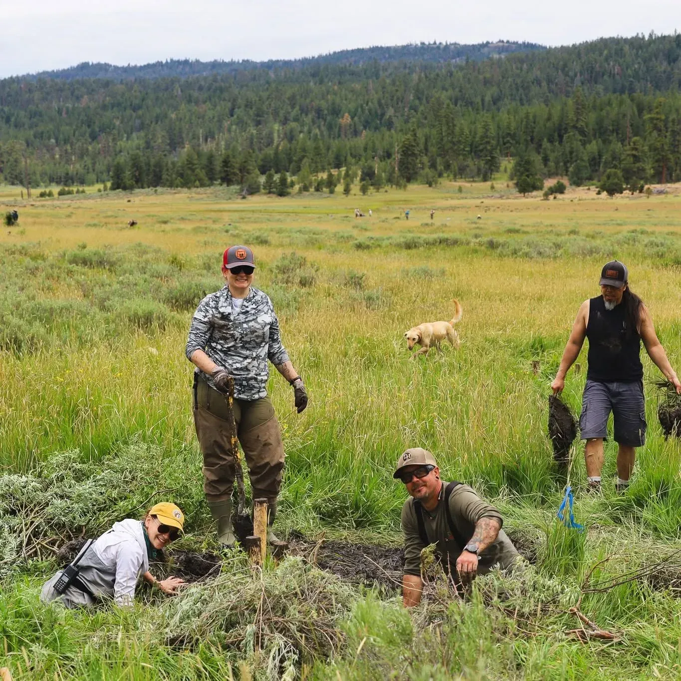 Four people in a grassy meadow gather around a plant sample, with forested hills in the background.